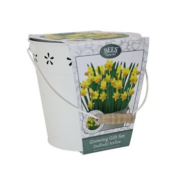 5055128616775 1 Bees Bulb Bucket Daffodil Jetfire.jpg